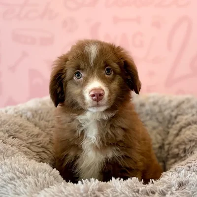 Male Mini Aussie puppy named Chase for sale at Waggles Dayton.