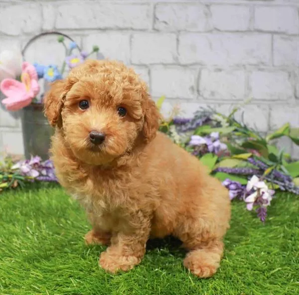 Female Hybrid puppy for sale at Waggles Dayton.