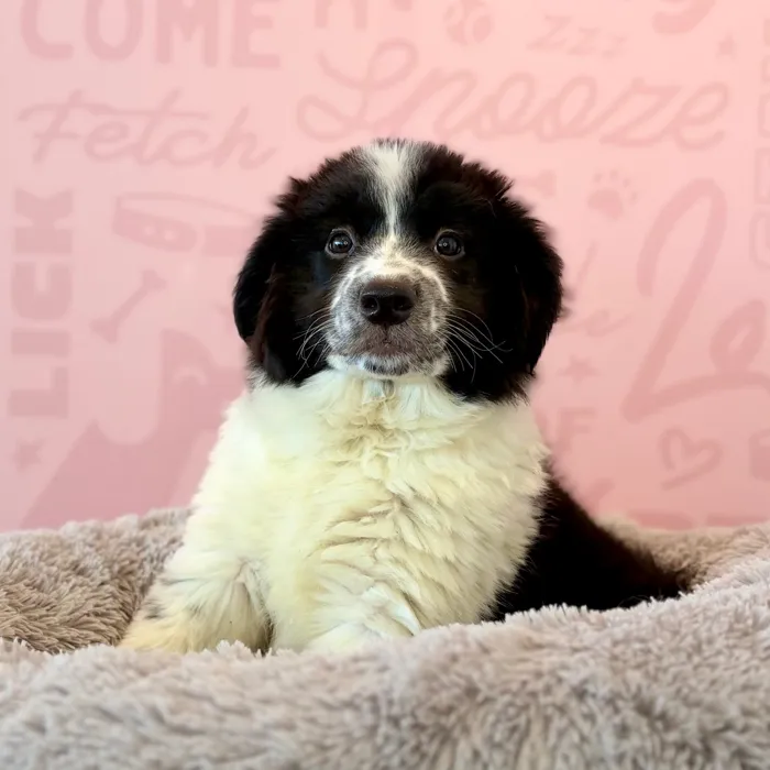 Female Border Collie-Australian Shepherd puppy named Fudge for sale at Waggles Dayton.