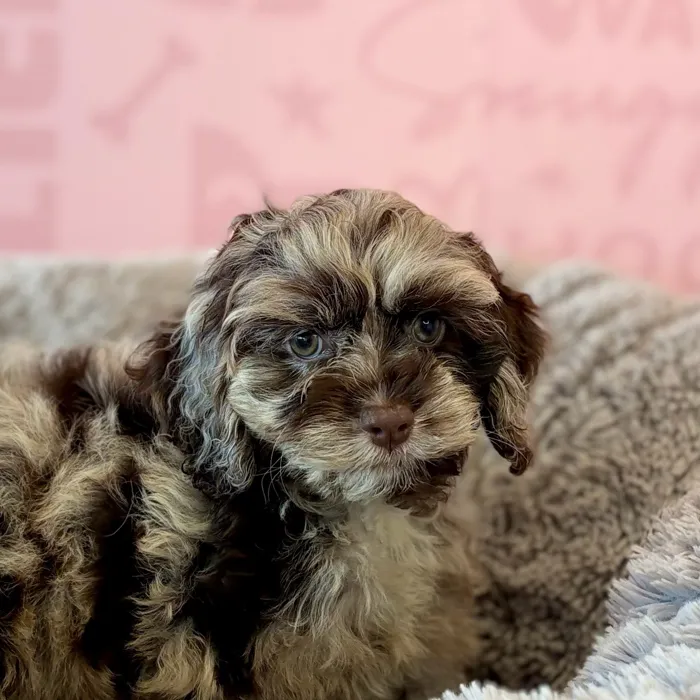 Female Cockapoo puppy named Cider for sale at Waggles Dayton.