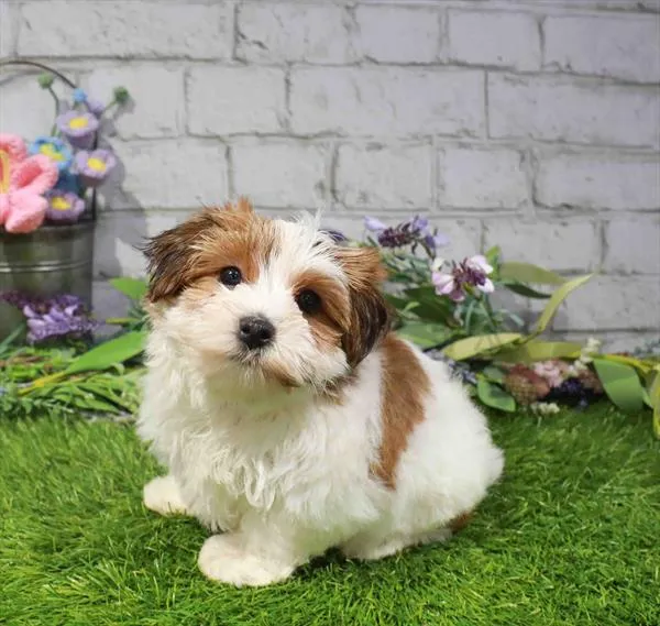 Female Yochon puppy named General Fluffbutt for sale at Waggles Dayton.