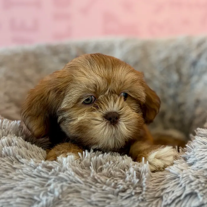 Female Lhasa Apso puppy named Honey for sale at Waggles Dayton.