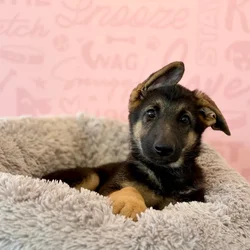 Female German Shepherd puppy named Lady for sale at Waggles Dayton.