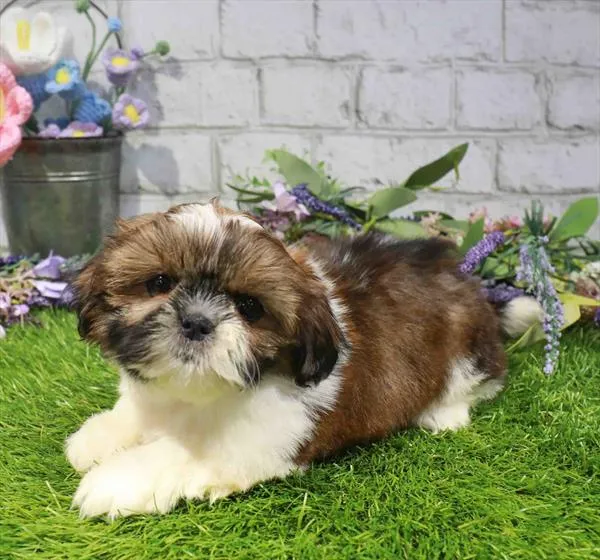 Female Shih Tzu puppy for sale at Waggles Dayton.