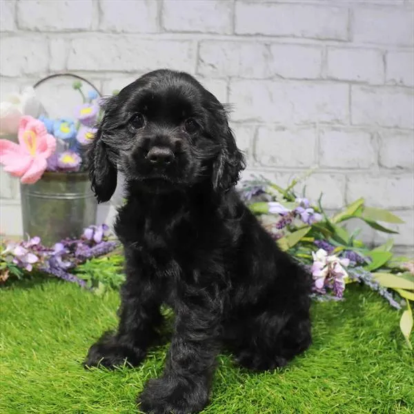Male Cocker Spaniel puppy named Colby Jack for sale at Waggles Dayton.