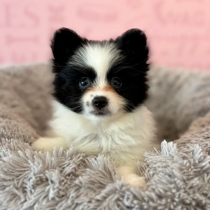 Female Pomeranian puppy named Sienna for sale at Waggles Dayton.