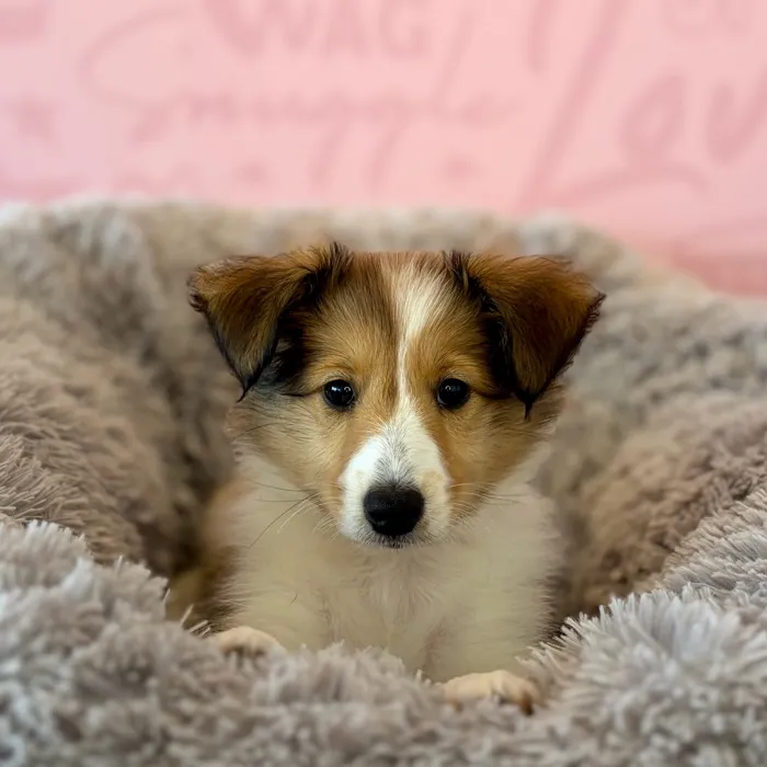 Female Sheltie puppy named Cherry for sale at Waggles Dayton.