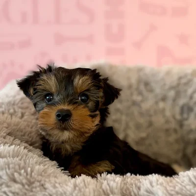 Male Yorkie puppy named Chicken for sale at Waggles Dayton.