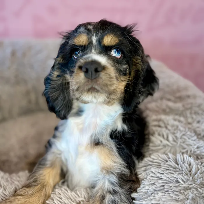 Male Cocker Spaniel puppy named Denny for sale at Waggles Dayton.