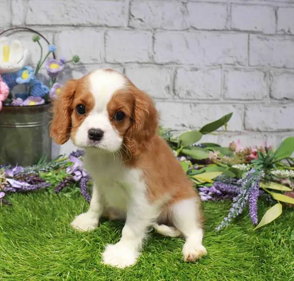 Female Cavalier King Charles Spaniel puppy named Hazel for sale at Waggles Dayton.