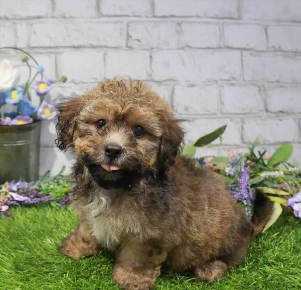 Male Teddy Bear puppy named Hopper for sale at Waggles Dayton.