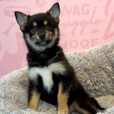 Female Pomsky 2Nd Gen puppy named Pinto Bean for sale at Waggles Dayton.