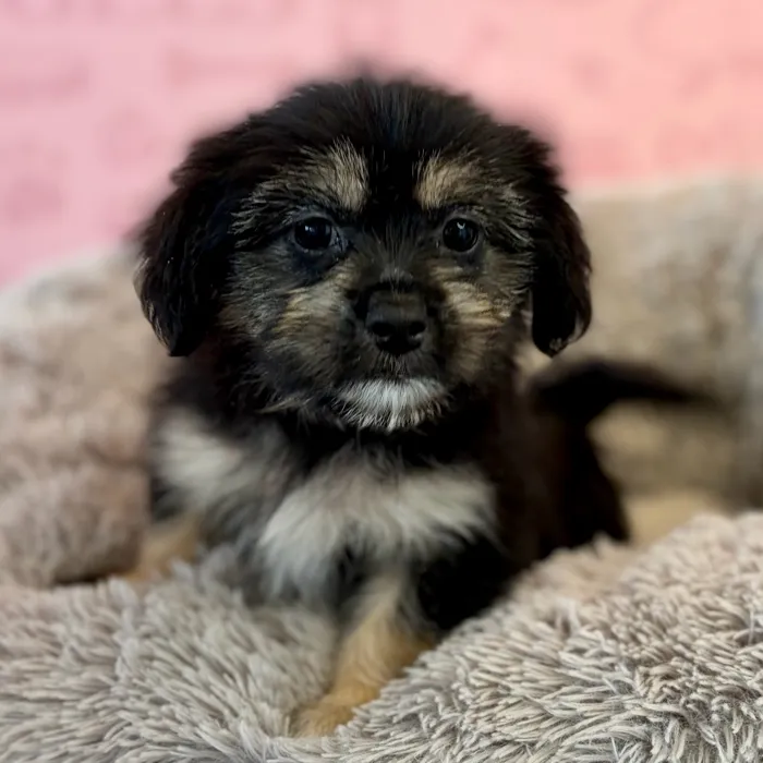 Female Shih Tzu-Pom puppy named Chesnut for sale at Waggles Dayton.