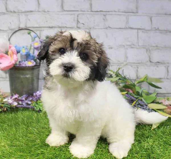 Female Teddy Bear puppy for sale at Waggles Dayton.