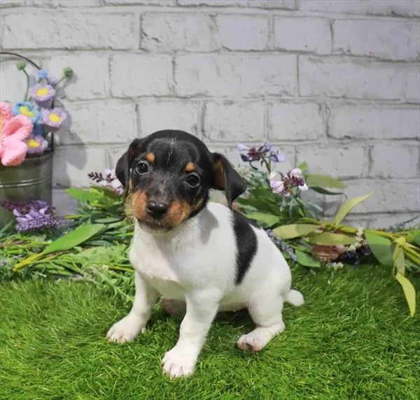 Female Jack Russell Terrier puppy named Loretta for sale at Waggles Dayton.