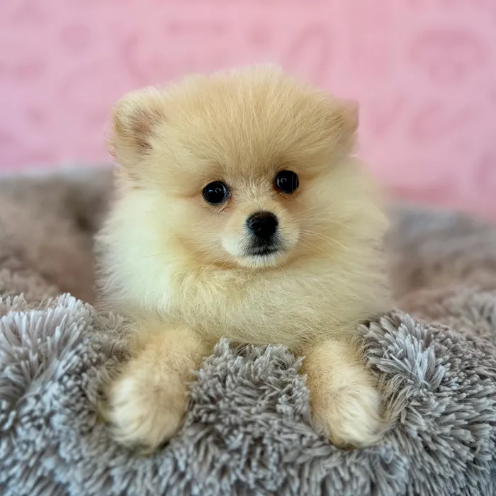 Male Pomeranian puppy named Butter Pecan for sale at Waggles Dayton.