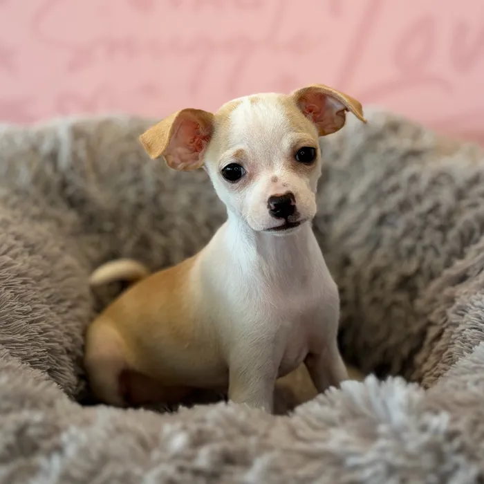 Female Chihuahua puppy named Strawberry for sale at Waggles Dayton.