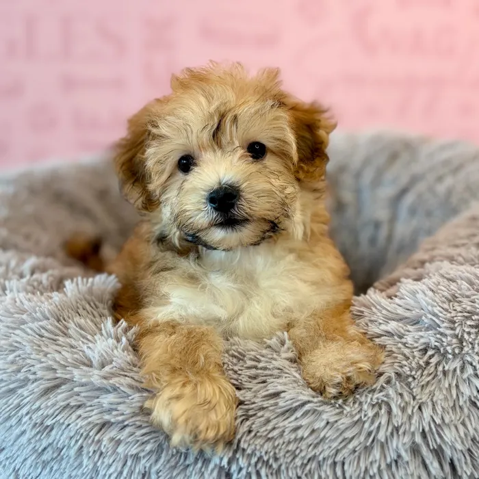 Male Yochon puppy named Drizzy for sale at Waggles Dayton.
