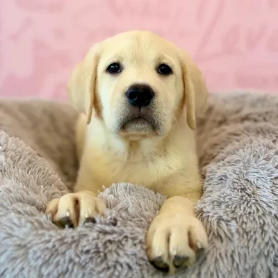 Male Labrador Retriever puppy named Clifford for sale at Waggles Dayton.