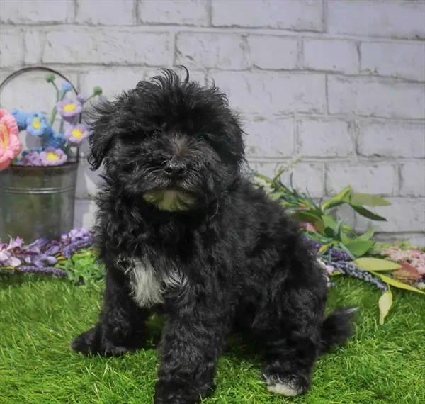 Male Yorkie-Poo puppy for sale at Waggles Dayton.