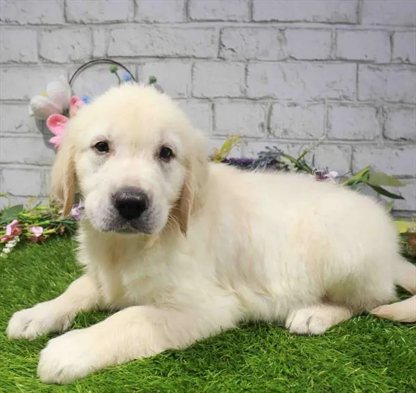 Male Golden Retriever puppy for sale at Waggles Dayton.