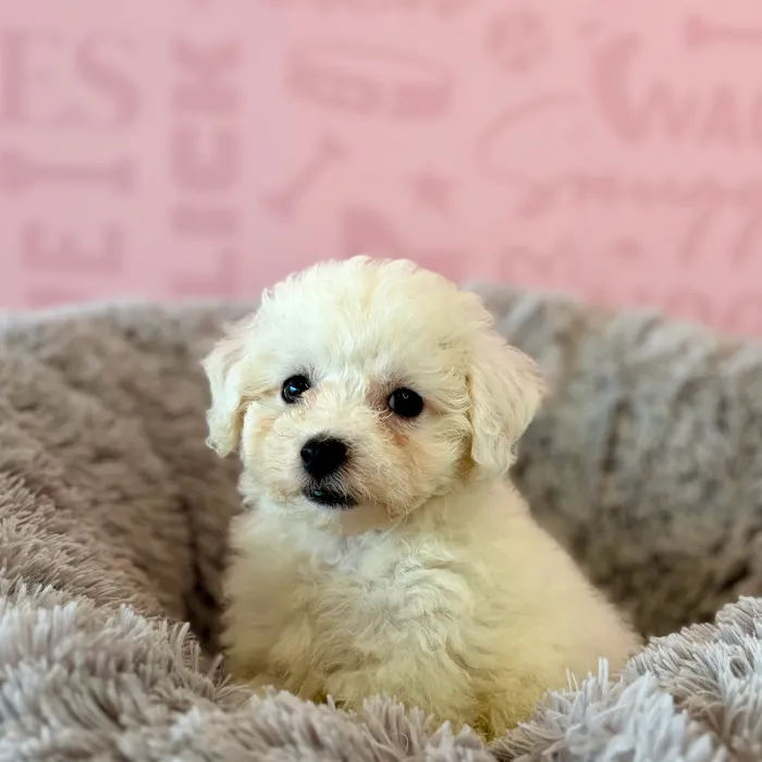 Male Bichon puppy named Rory for sale at Waggles Dayton.