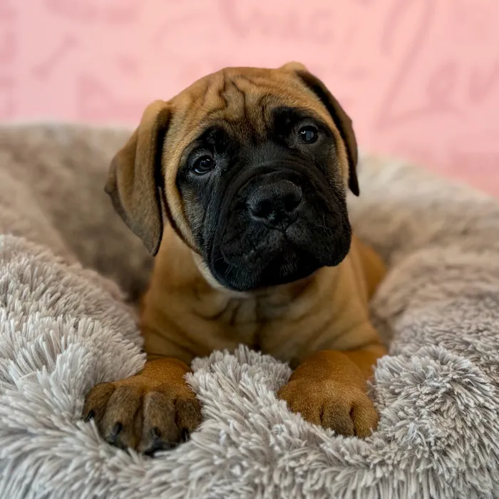 Male Bullmastiff puppy named Uncle Sam for sale at Waggles Dayton.