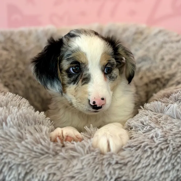 Male Mini Aussie puppy named Revere for sale at Waggles Dayton.