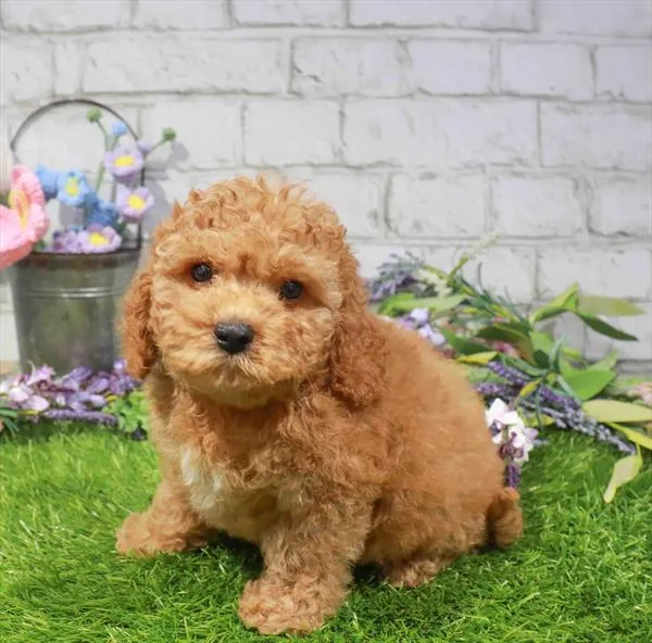 Female Cavapoo puppy for sale at Waggles Dayton.