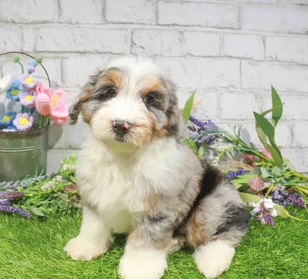Male Aussiedoodle puppy named Blueberry for sale at Waggles Dayton.