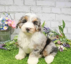 Male Aussiedoodle puppy named Blueberry for sale at Waggles Dayton.