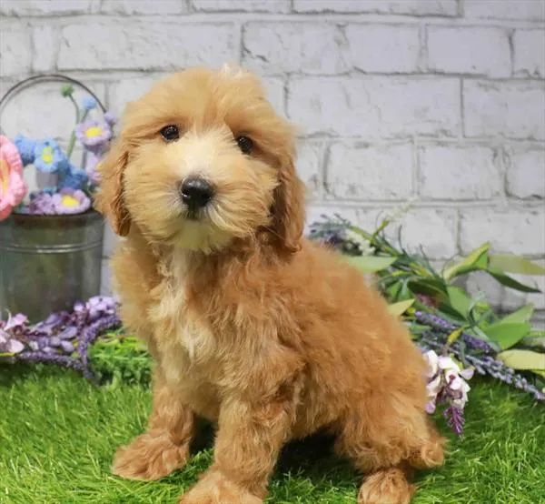Male Hybrid puppy for sale at Waggles Dayton.