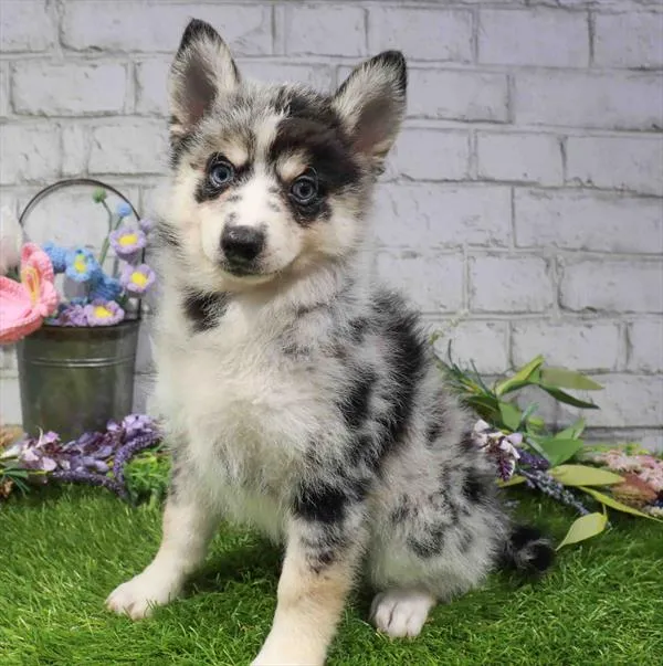 Male Pomsky 2Nd Gen puppy for sale at Waggles Dayton.