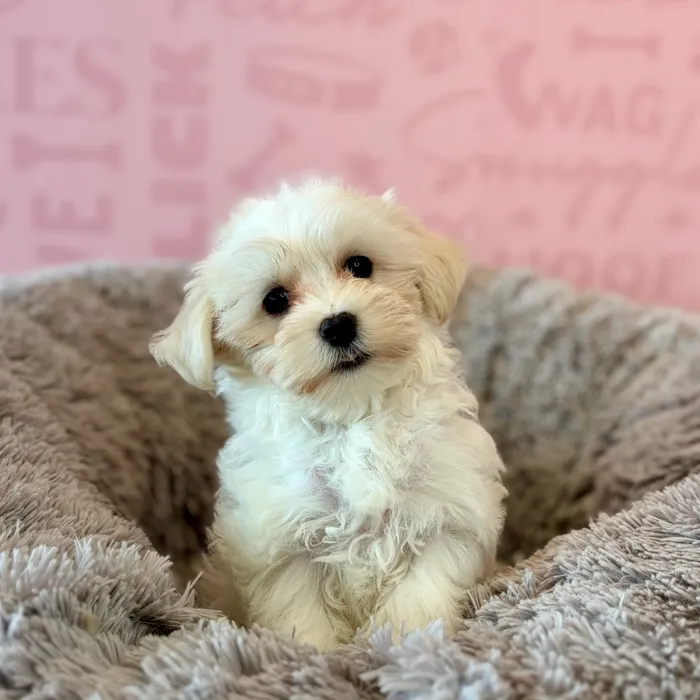 Male Maltese puppy named Scotty for sale at Waggles Dayton.