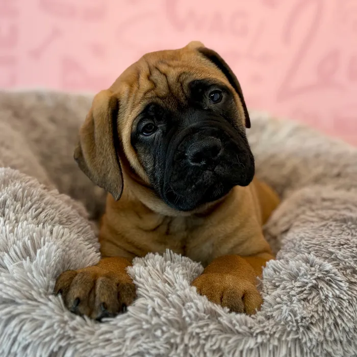 Male Bullmastiff puppy named Uncle Sam for sale at Waggles Dayton.
