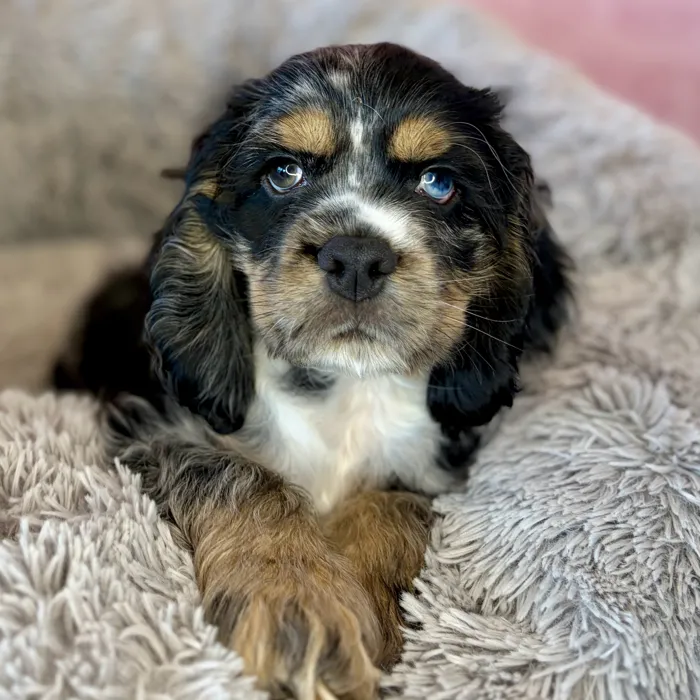 Male Cocker Spaniel puppy named Denny for sale at Waggles Dayton.