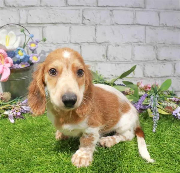 Male Dachshund puppy for sale at Waggles Dayton.
