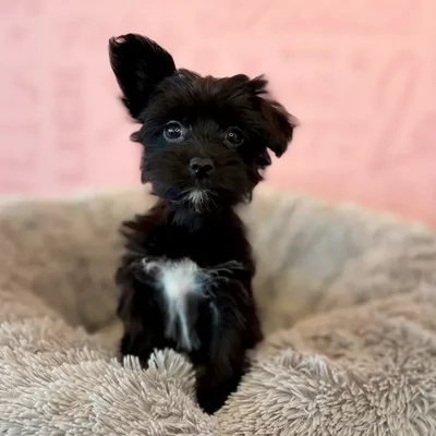 Female Havashire puppy named Martha for sale at Waggles Dayton.