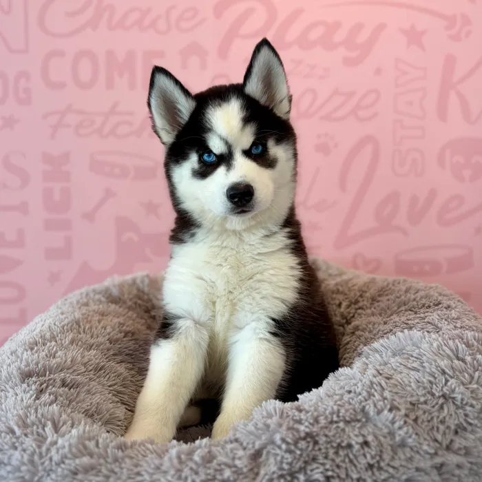 Female Siberian Husky puppy named Ice Cream Sandwich for sale at Waggles Dayton.