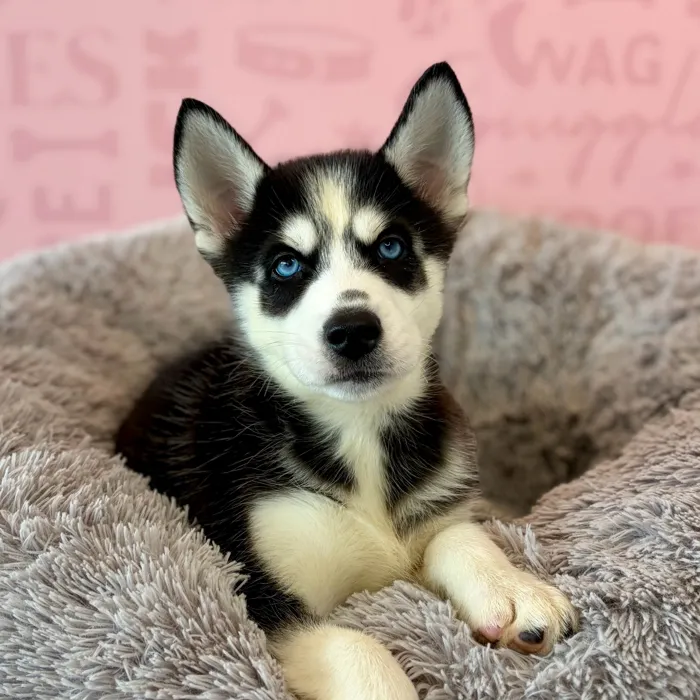 Female Siberian Husky puppy named Mystic for sale at Waggles Dayton.