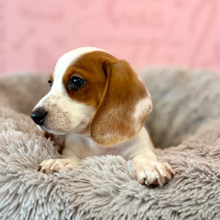 Male Dachshund puppy named Major for sale at Waggles Dayton.