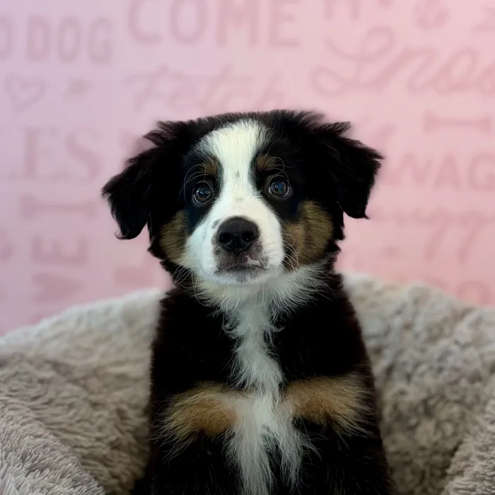 Male Mini Aussie puppy named Porter for sale at Waggles Dayton.