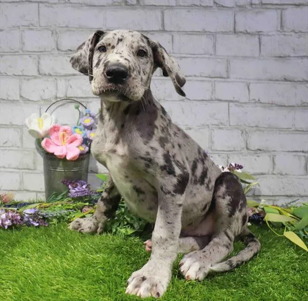 Male Great Dane puppy named Sir-Barks-A Lot for sale at Waggles Dayton.