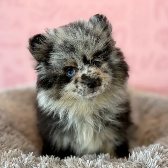 Female Pomeranian puppy named Rocky Road for sale at Waggles Dayton.