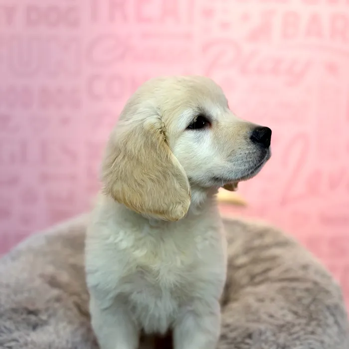 Female Golden Retriever puppy named Feta for sale at Waggles Dayton.
