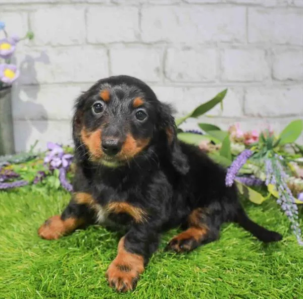 Female Dachshund puppy for sale at Waggles Dayton.