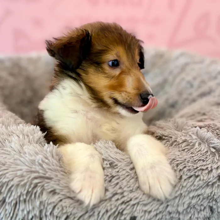 Male Sheltie puppy named Sarge for sale at Waggles Dayton.