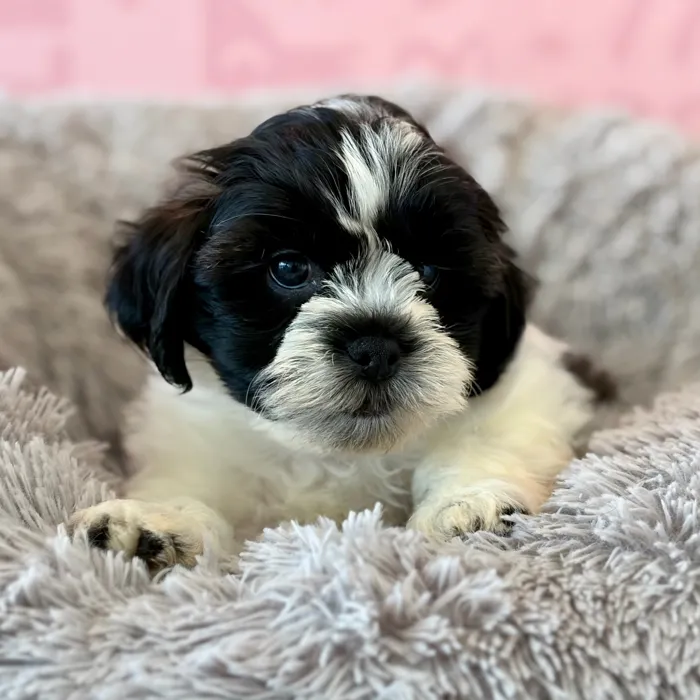 Male Teddy Bear puppy named Crispin for sale at Waggles Dayton.