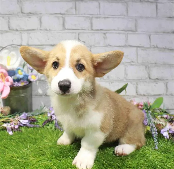 Male Pembroke Welsh Corgi puppy for sale at Waggles Dayton.