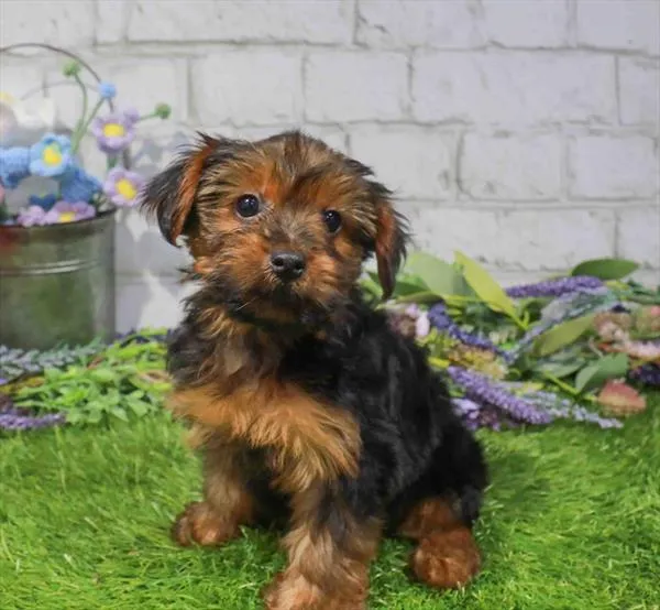 Female Yorkie puppy named Mozzarella for sale at Waggles Dayton.
